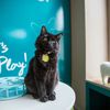 NYC's First Permanent Cat Cafe Could Open Next Spring